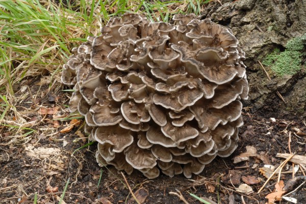 Hen-of-the-wood mushrooms